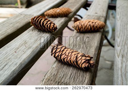 Four Fir Cones Are On A Wooden Bench, A Bench Of Slats