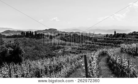 The Fields Of Friuli Venezia-giulia Cultivated With Grapevines