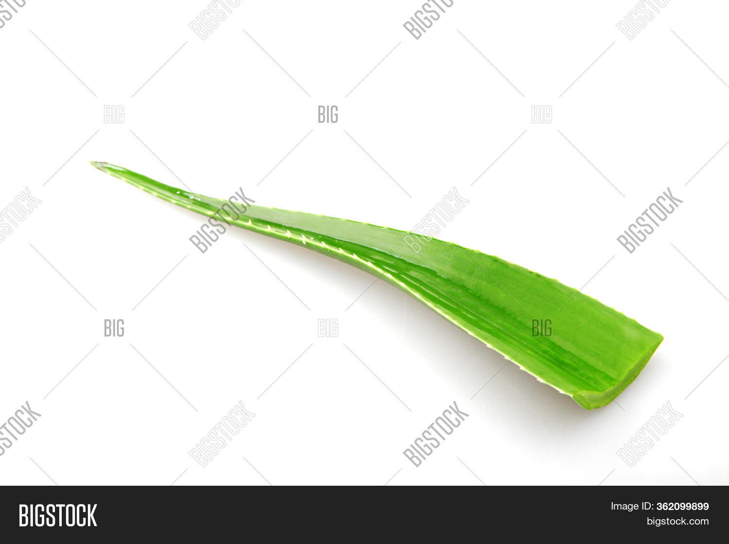 Aloe Vera Plant Image & Photo (Free Trial) | Bigstock