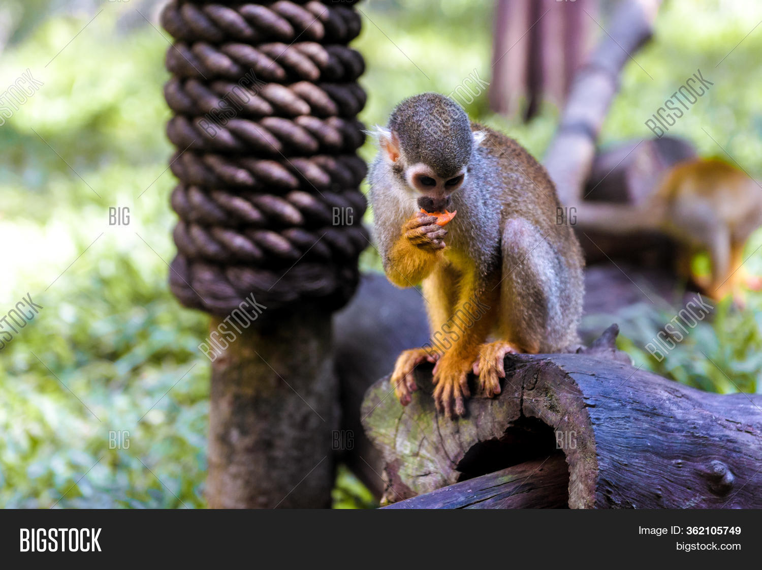 Little Funny Monkeys Image & Photo (Free Trial) | Bigstock