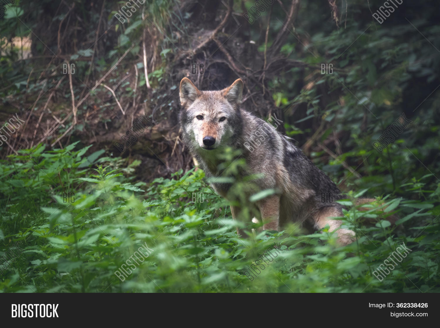 Mackenzie Valley Wolf Image & Photo (Free Trial) Bigstock