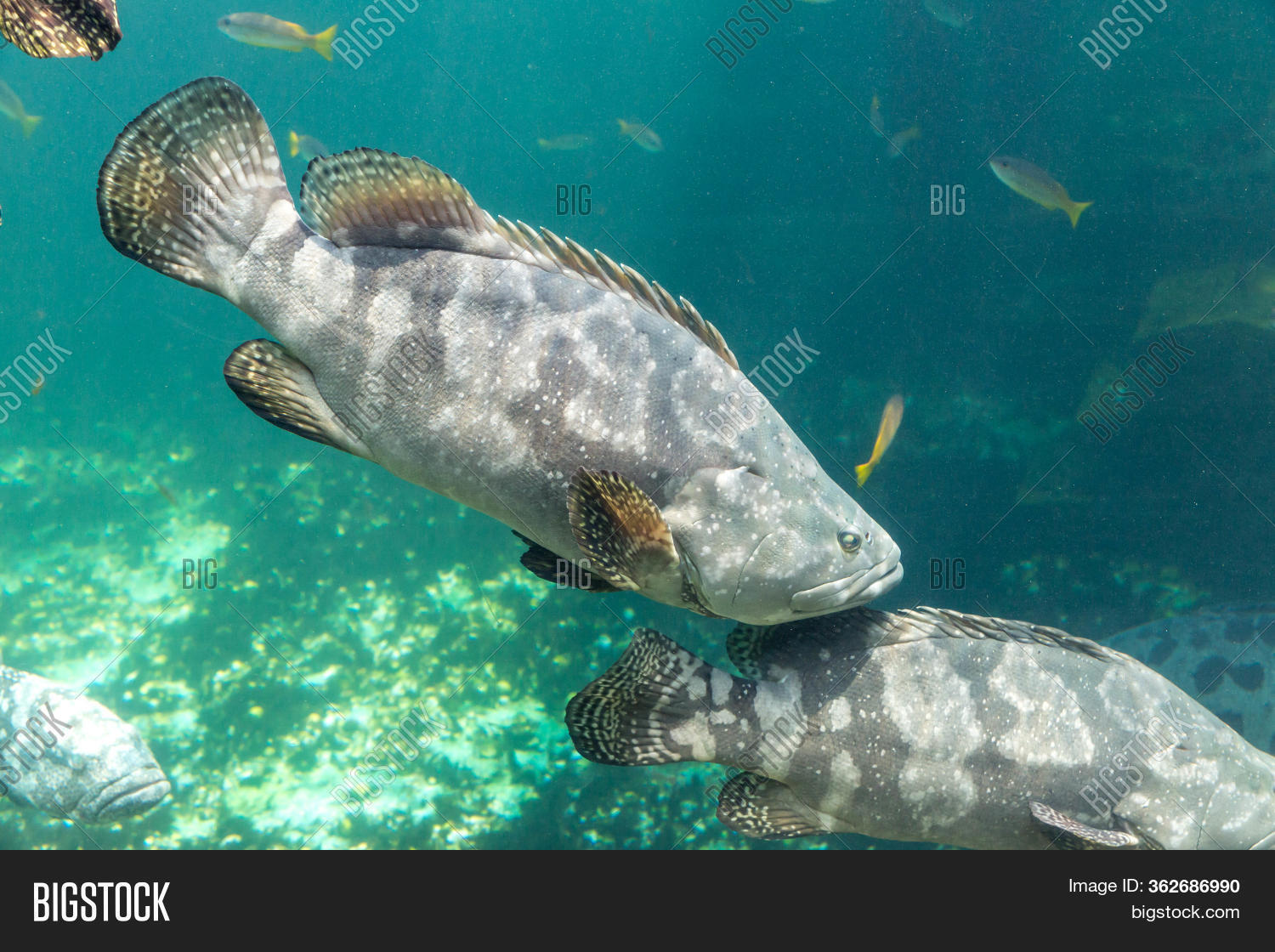 Giant Grouper. Large Image & Photo (Free Trial) Bigstock