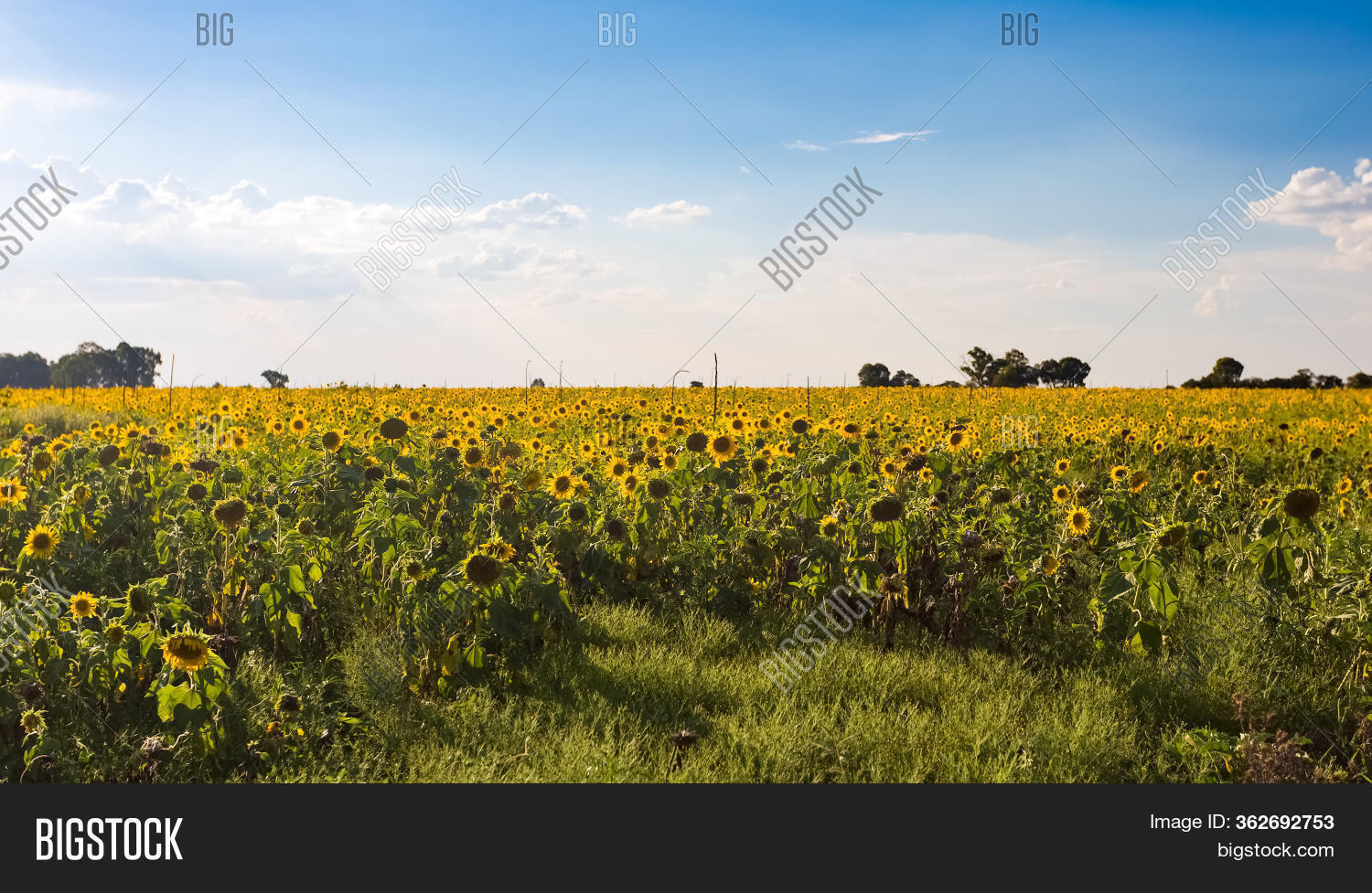 Sunflower Seed Farm Image & Photo (Free Trial) Bigstock