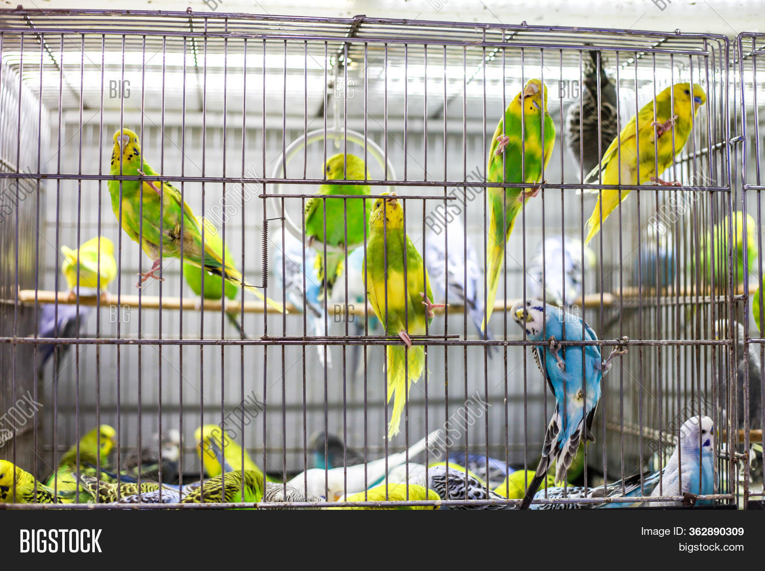 budgie store