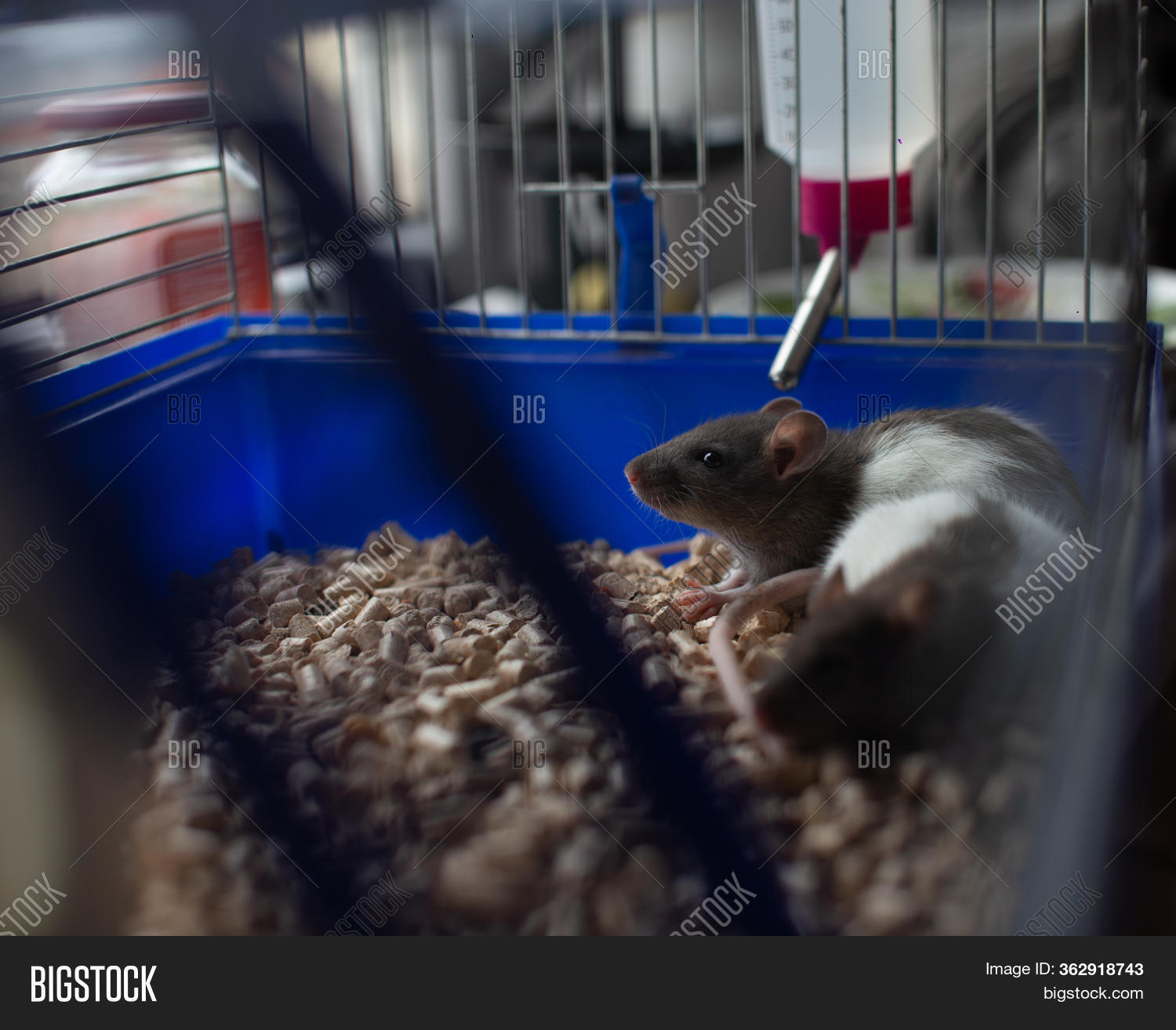 Cute Rats Live House Image & Photo (Free Trial) Bigstock