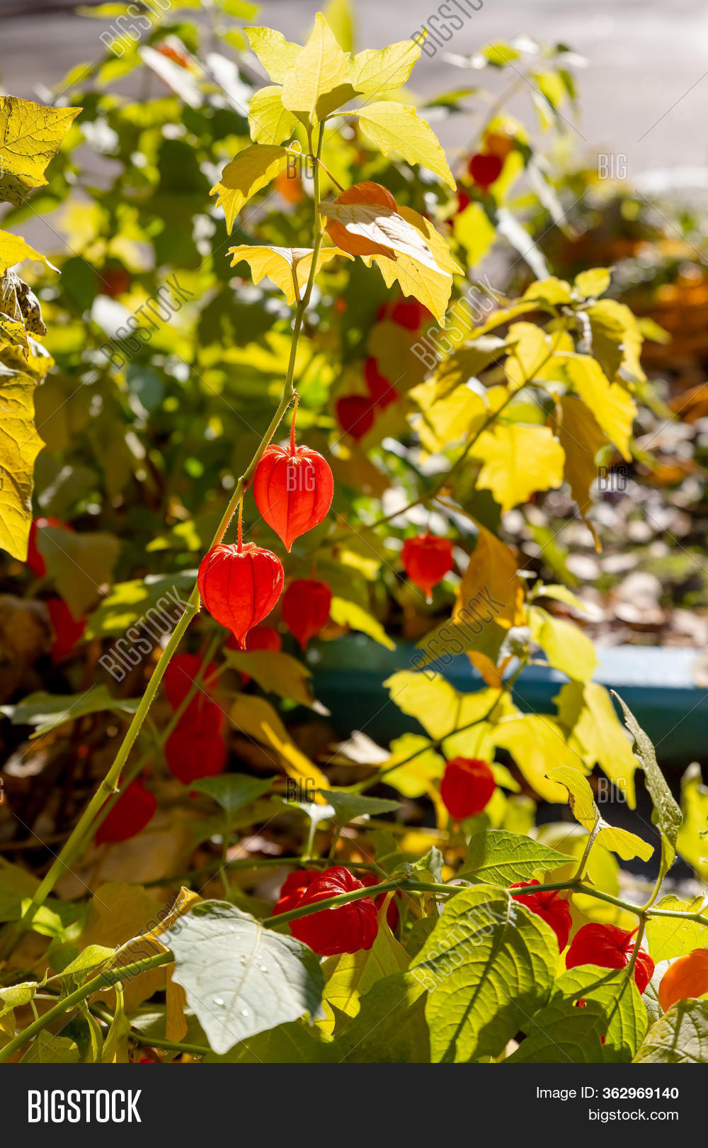 Chinese Lantern Plants Image Photo Free Trial Bigstock