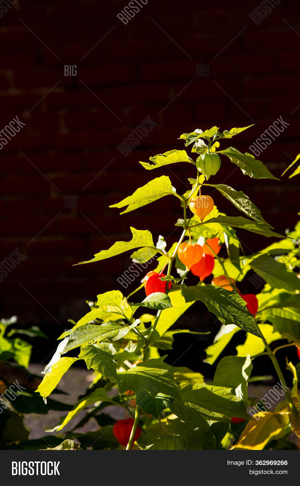Chinese Lantern Plants Image Photo Free Trial Bigstock