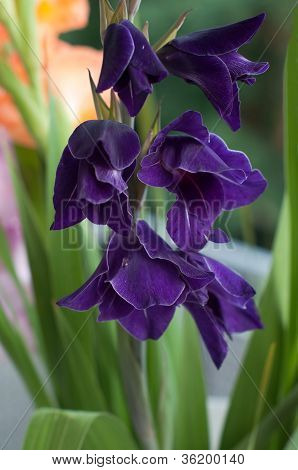 Gladioli viola