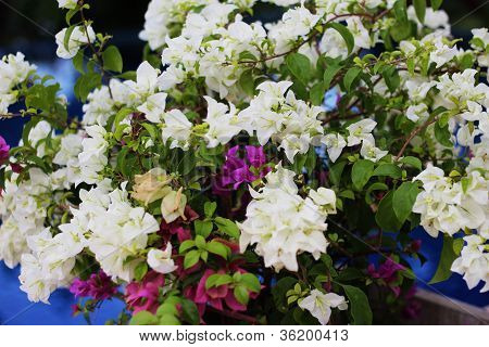 Bougainvillea blomst med mange farver