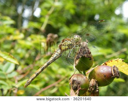 Fælles Darter Dragonfly