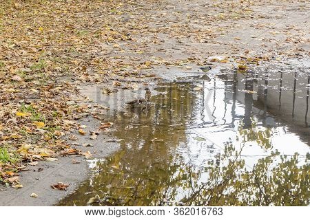 Sparrows And Titmice Drink Water From Large Puddle. Urban Birds In Autumn Park Covered With Dry Yell