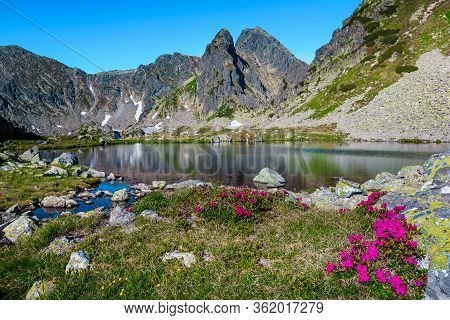 Admirable Place With Season Specific Pink Rhododendron Flowers And Taul Portii Alpine Lake In The Re