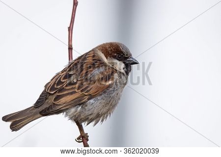 Sparrow On The Tree