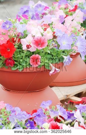 Petunia ,petunias In The Tray,petunia In The Pot, Mixed Color Petunia
