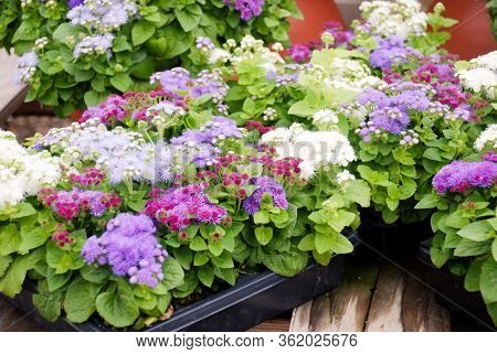 Ageratum, Mixed Ageratum, Mixed Color Pot Plants In The Black Tray.