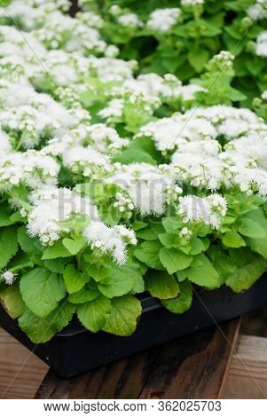 Ageratum, White Ageratum, White Pot Plants In The Black Tray.