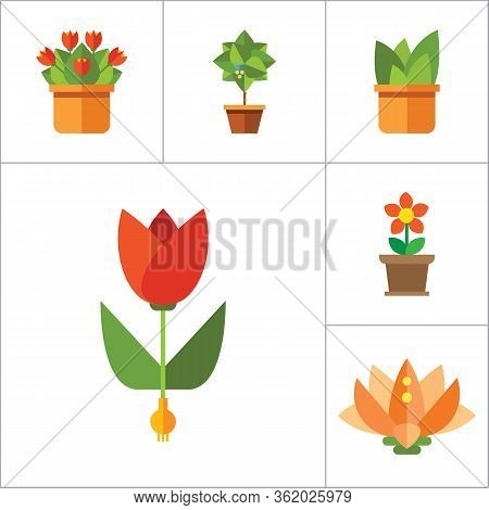 Flowers Flat Icons Set With Aloe In Pot, Tulip And Cactus In Pot. Set Of Six Icons