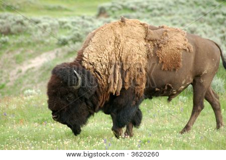 Yellowstone Bison