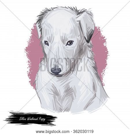 Silken Windhound Dog Isolated Digital Art Illustration. Hand Drawn Dog Muzzle Portrait, Puppy Cute P