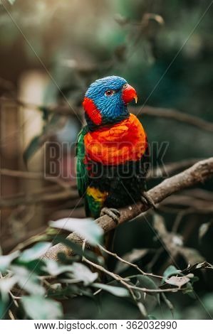 Trichoglossus Haematodus Sitting On A Tree Branch With Sunshine Pouring Overhead. Close Up Of A Trop
