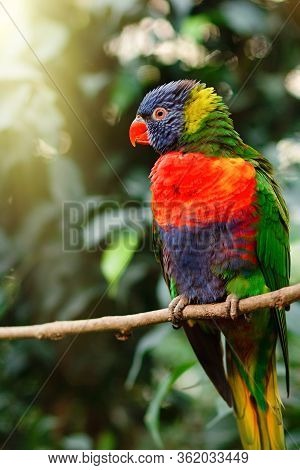 Trichoglossus Haematodus Sitting On A Tree Branch With Sunshine Pouring Overhead. Close Up Of A Trop