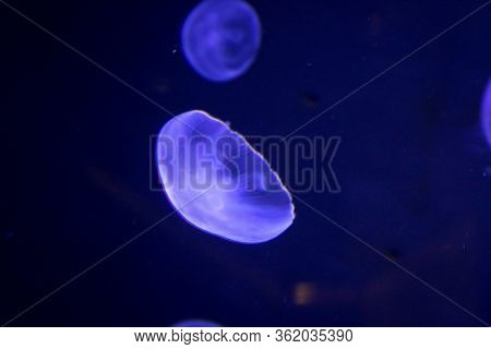 Macro, Portrait Of A Jellyfish In Magical Light