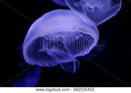 Macro, Portrait Of A Jellyfish In Magical Light