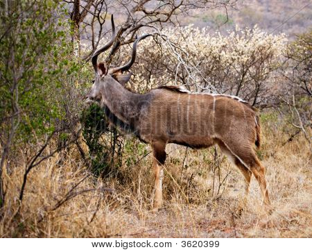 Kudu