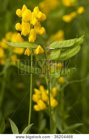 Lathyrus Pratensis