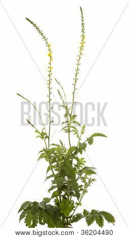 Agrimonia Eupatoria