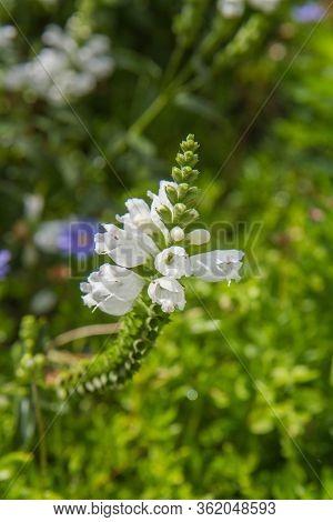 The Obedient Plant (physostegia Virginiana) Blooming In A Garden