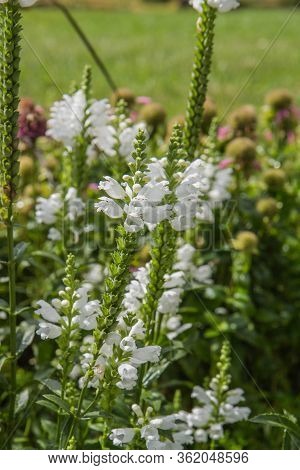 The Obedient Plant (physostegia Virginiana) Blooming In A Garden