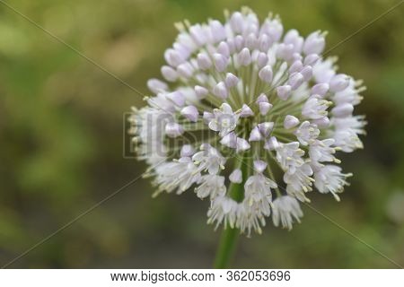 Allium Polyanthum Onions Inflorescence Having Seeds. Selective Focus On Blooming Onion Flower With N