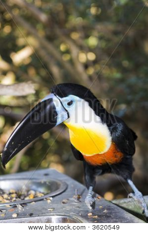 Canale fatturati Toucan