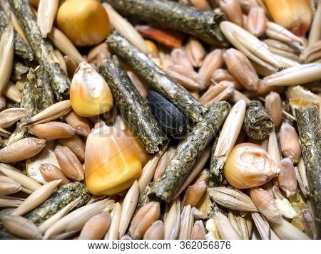 The Texture Of Food For Rodents From Oats, Grass Pellets, Animal Feed, Corn, Wheat.