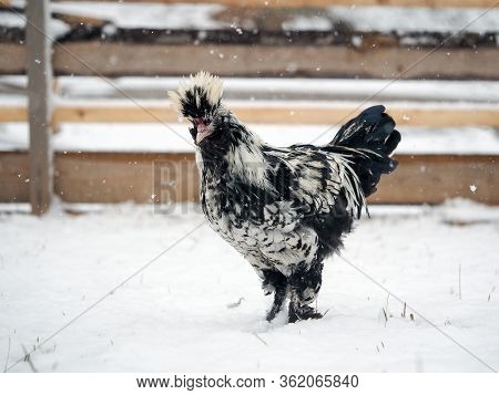 An Unusual Rare Breed Of Chicken Pavlovskaya Silver Walks In The Snow
