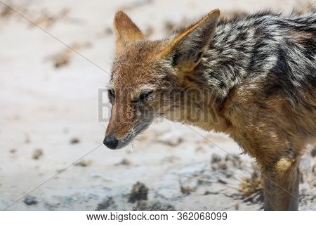 Close Up Of The Head Or A Black-backed Jackal In The Arid Landscape Of Etosha National Park