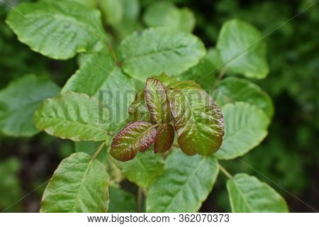 Western Poison Oak Leaves Close Up For Plant Identification