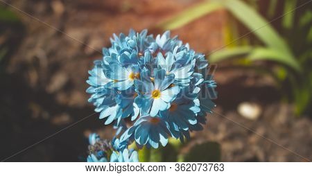 Perennial Primrose Or Primula In The Spring Garden. Spring Primroses Flowers, Primula Polyanthus. Bl
