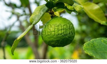 Close Up View Of Kaffir Lime Or Limau Purut On The Tree At The Garden.