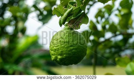 Close Up View Of Kaffir Lime Or Limau Purut On The Tree At The Garden.