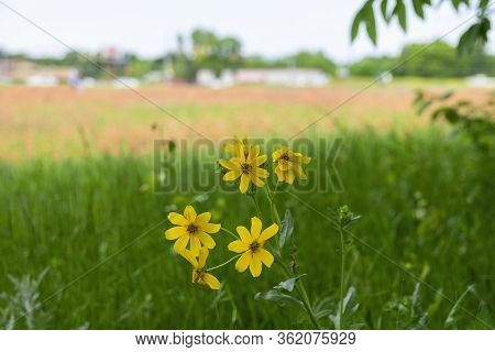 A Cluster Of Bright Yellow Whorled Tickseed Flowers Growing In Some Green Grass With A Field Full Of