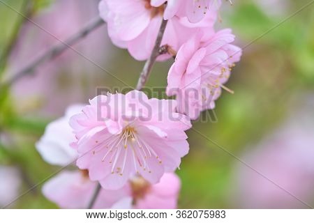 Sweet Pink Flowers Blooming Louiseania Triloba, Prunus Triloba, Amygdalus Triloba In The Spring Gard