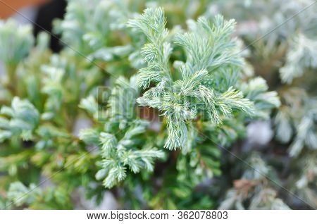 Juniperus Squamata ,blue Star Or Pine Tree