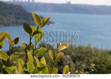 Close-up Photo Of Camellia Leaves. There Is The Sea In The Background. Close Up.