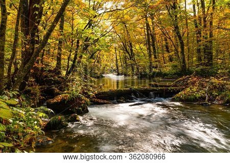 Beautiful Scenic View Of Oirase Mountain Stream Flow In The Colorful Autumn Foliage Forest At Oirase