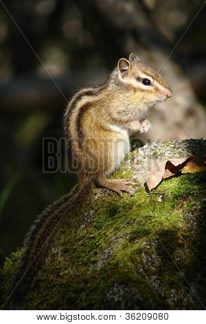 Ardilla