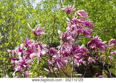 Blooming Lily Magnolia Magnolia (magnolia Liliiflora) In The Botanical Garden.