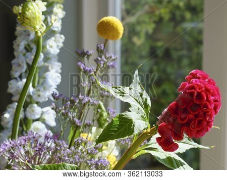 Red Cockscomb Flower In Front Of A Window With Refelctions, Various Other Flowers In The Background,