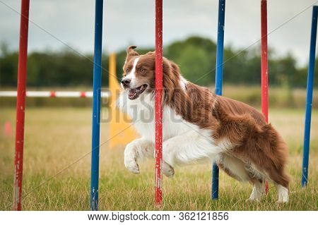 Redmerle Border Collie Is Running On Czech Agility Competition Slalom. Prague Agility Competition In